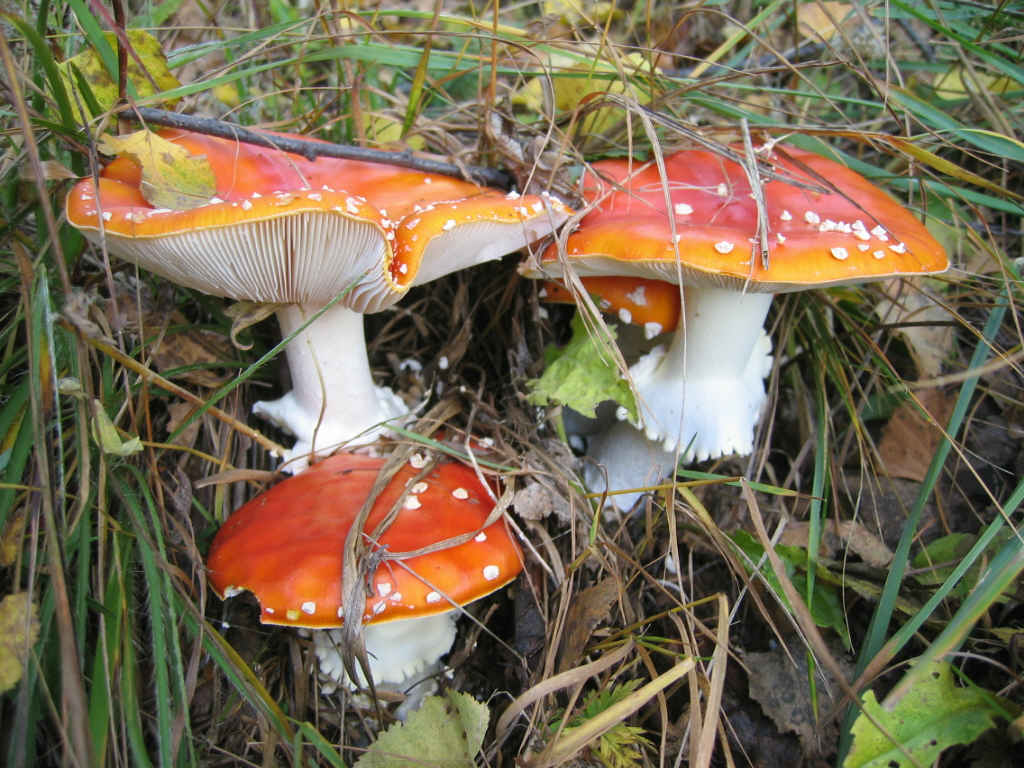 Amanita interessante
